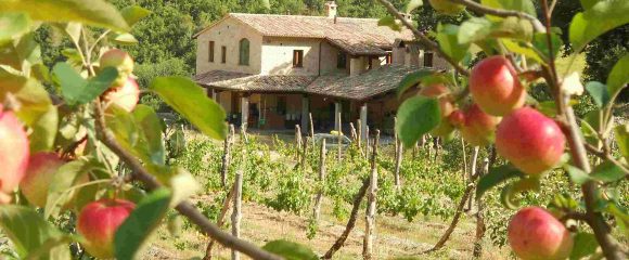 Tuscany Day Tours